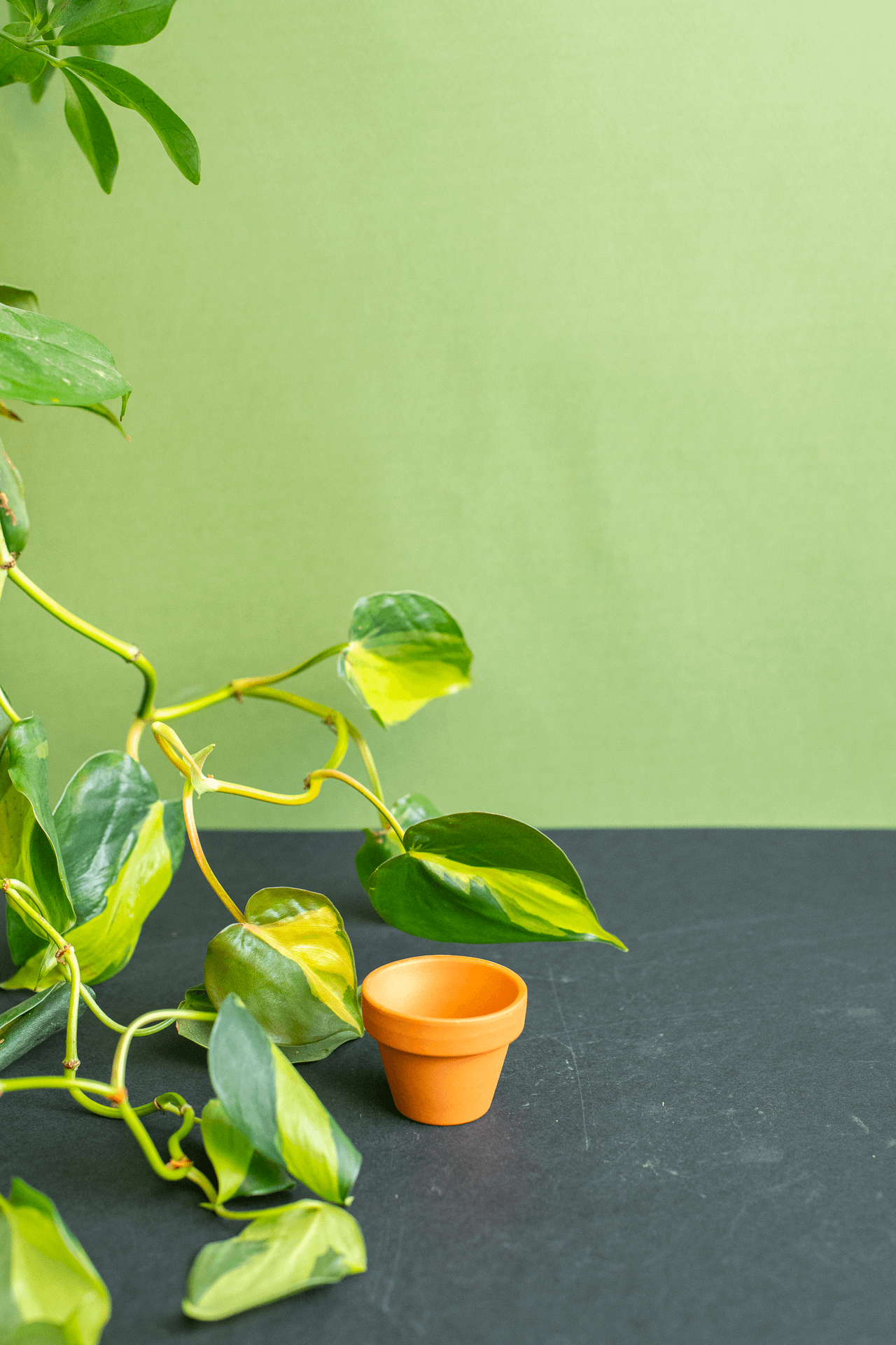 Planters: Terracotta