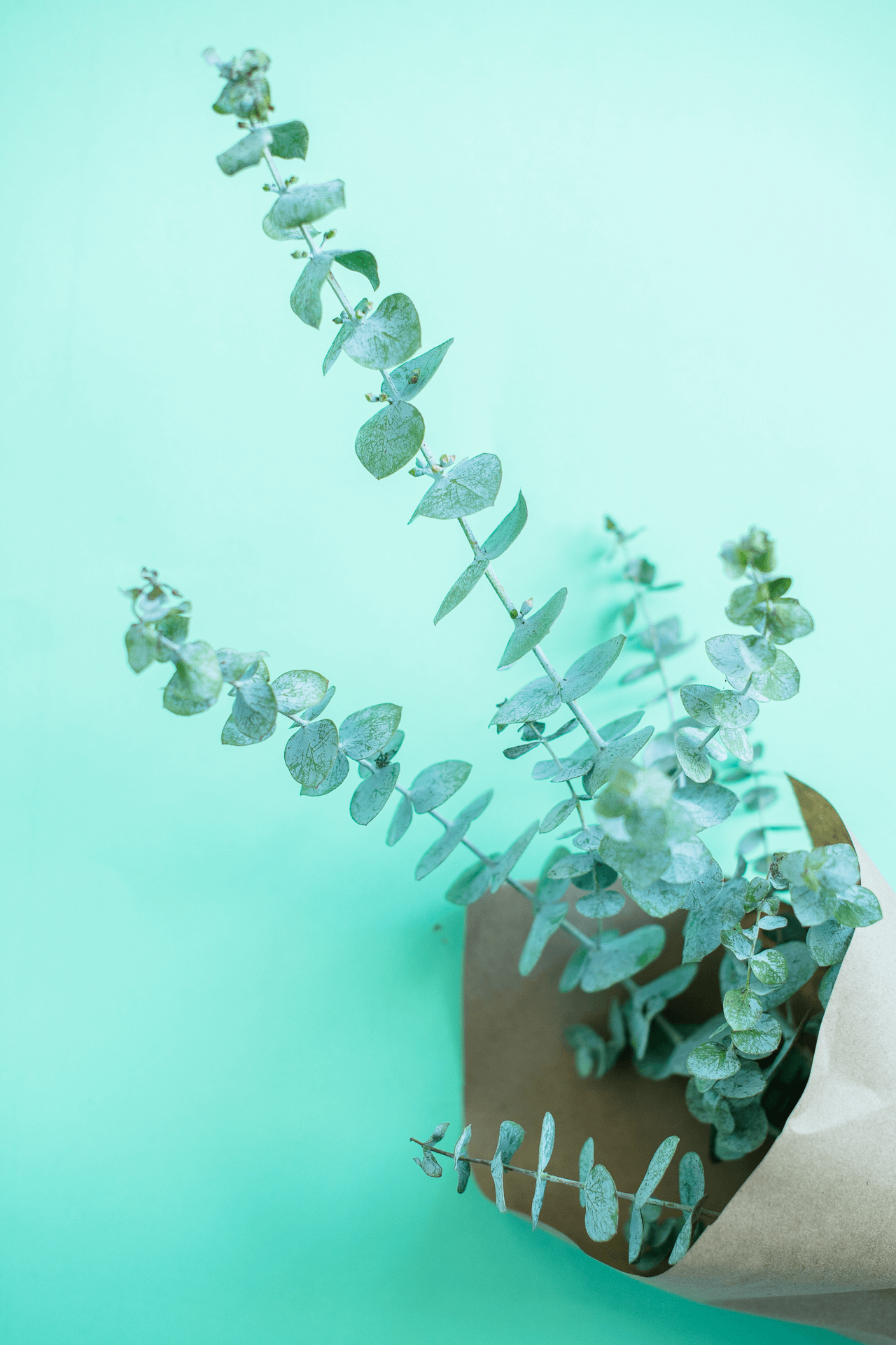 Baby Blue Eucalyptus Bunch