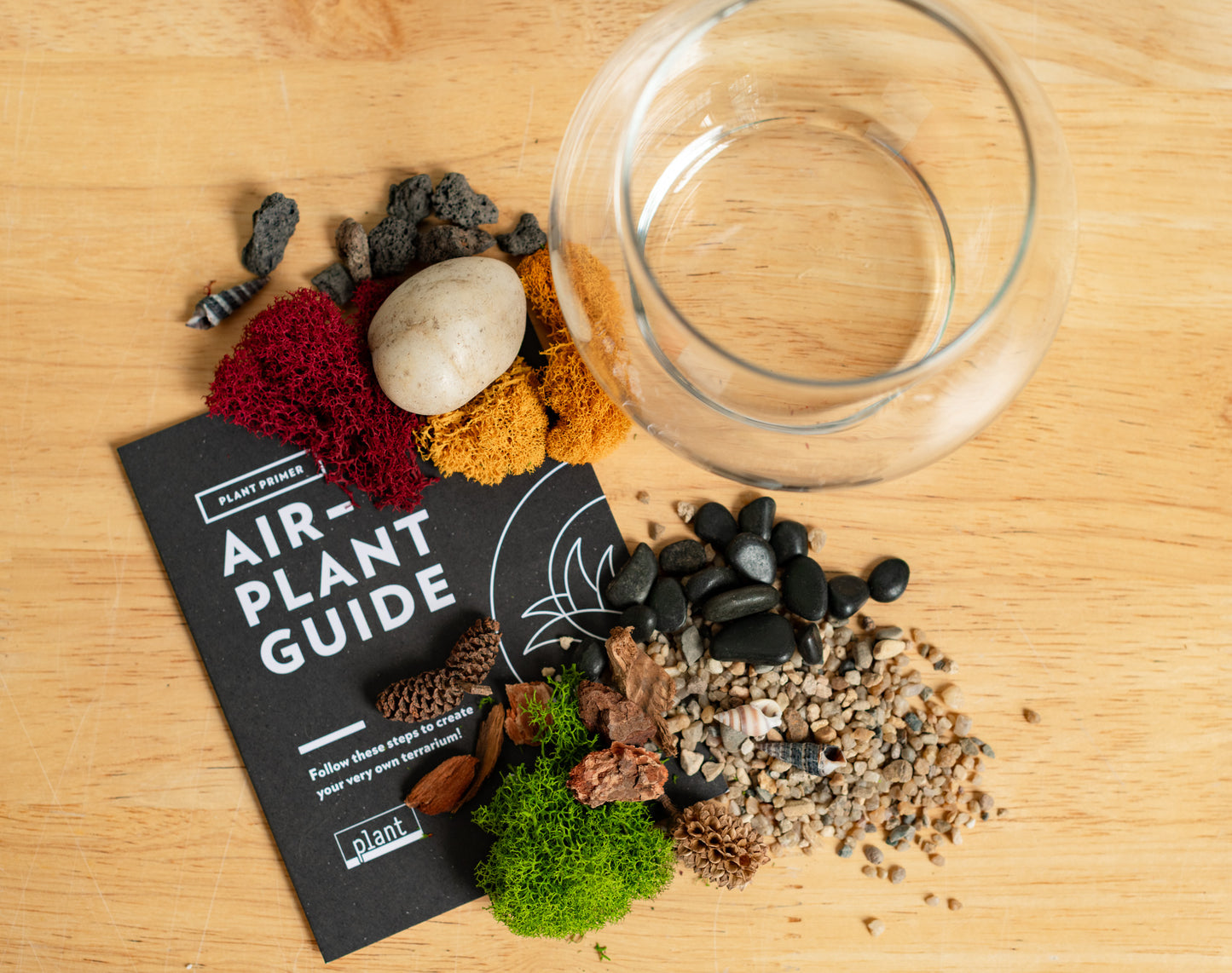 Airplant Terrarium Kit