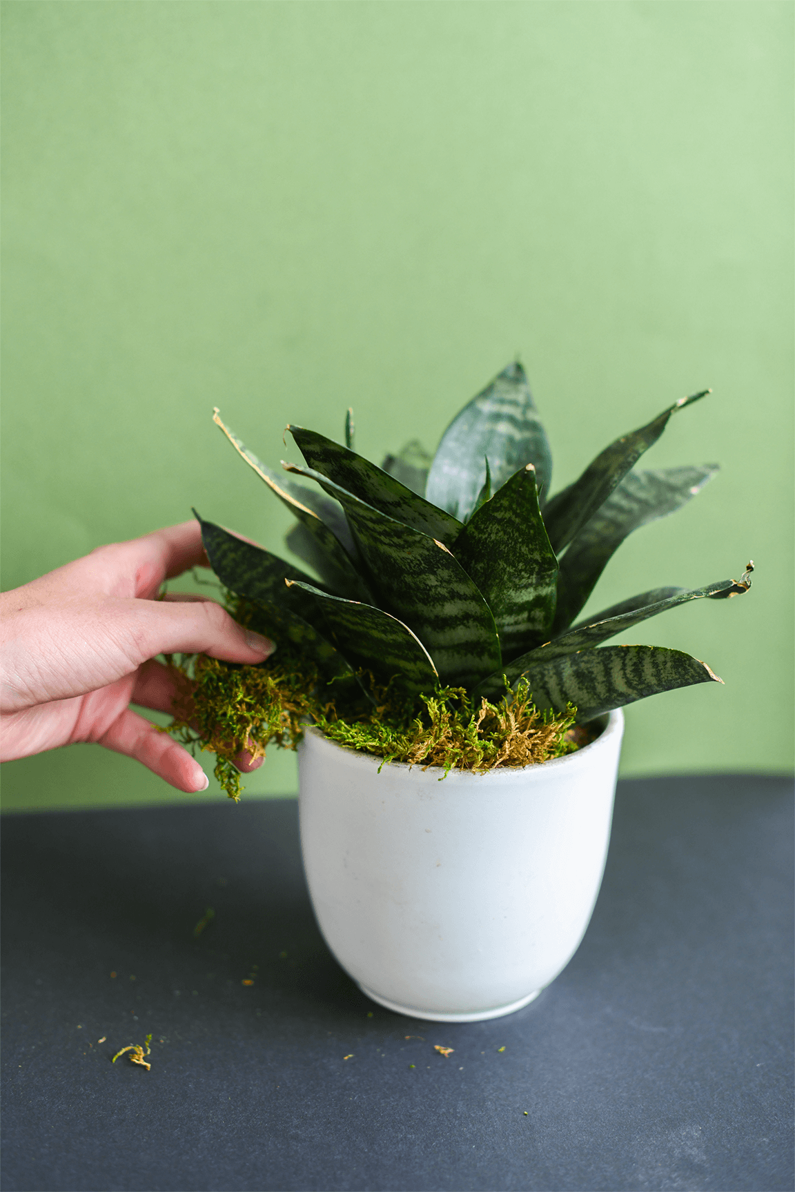Preserved Sheet Moss