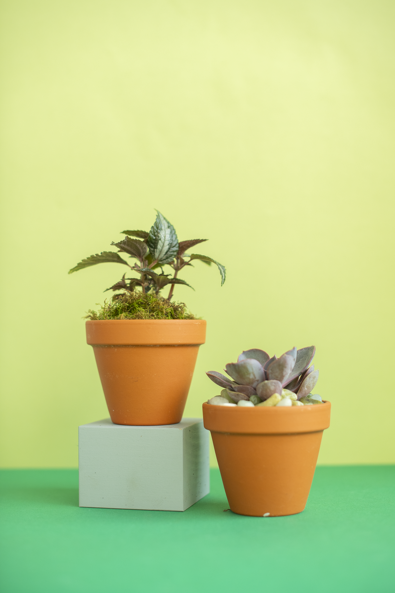 Potted Plant for Gifting