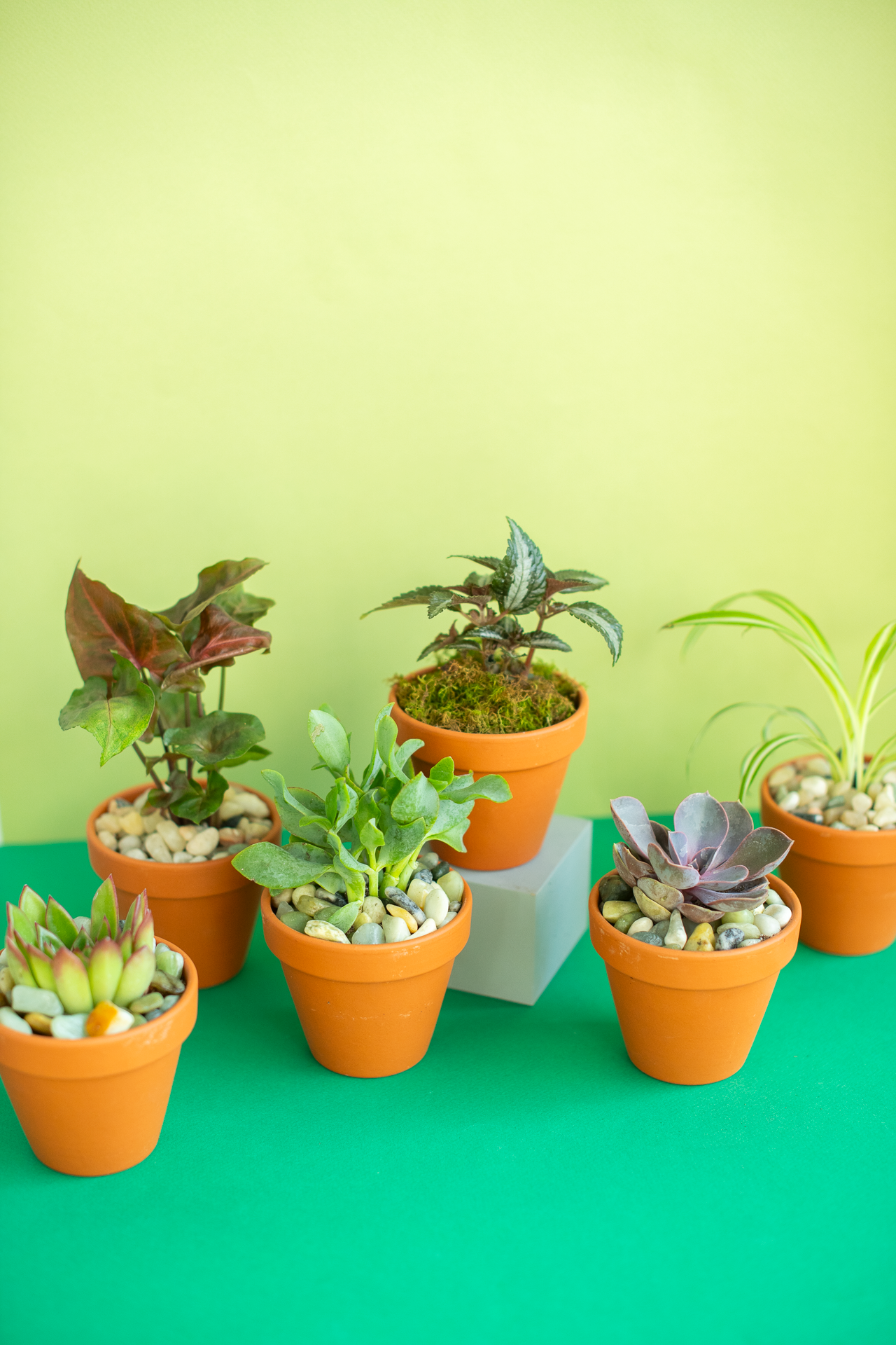 Potted Plant for Gifting