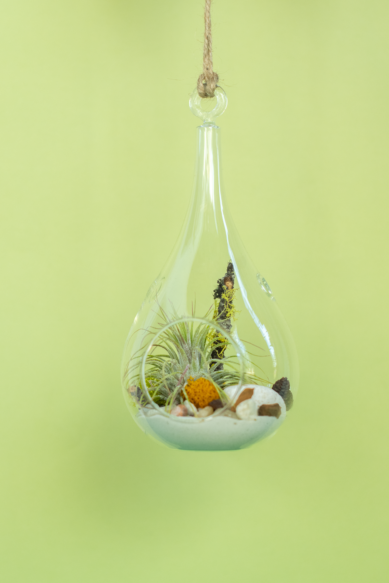 Hanging Teardrop Airplant Terrarium
