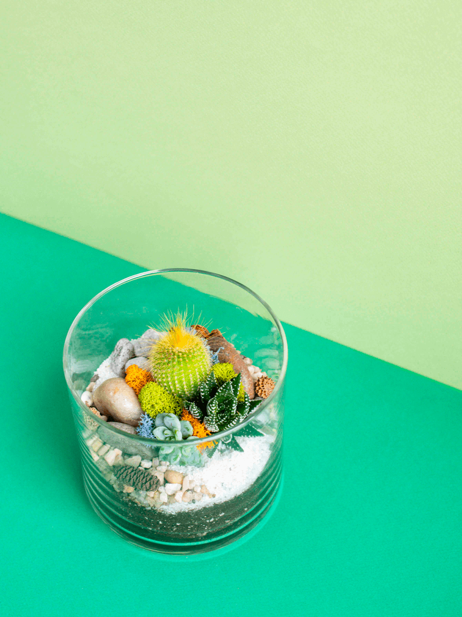 Small Cylinder Terrarium