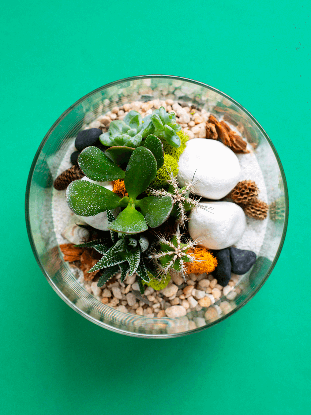 Large Cylinder Terrarium