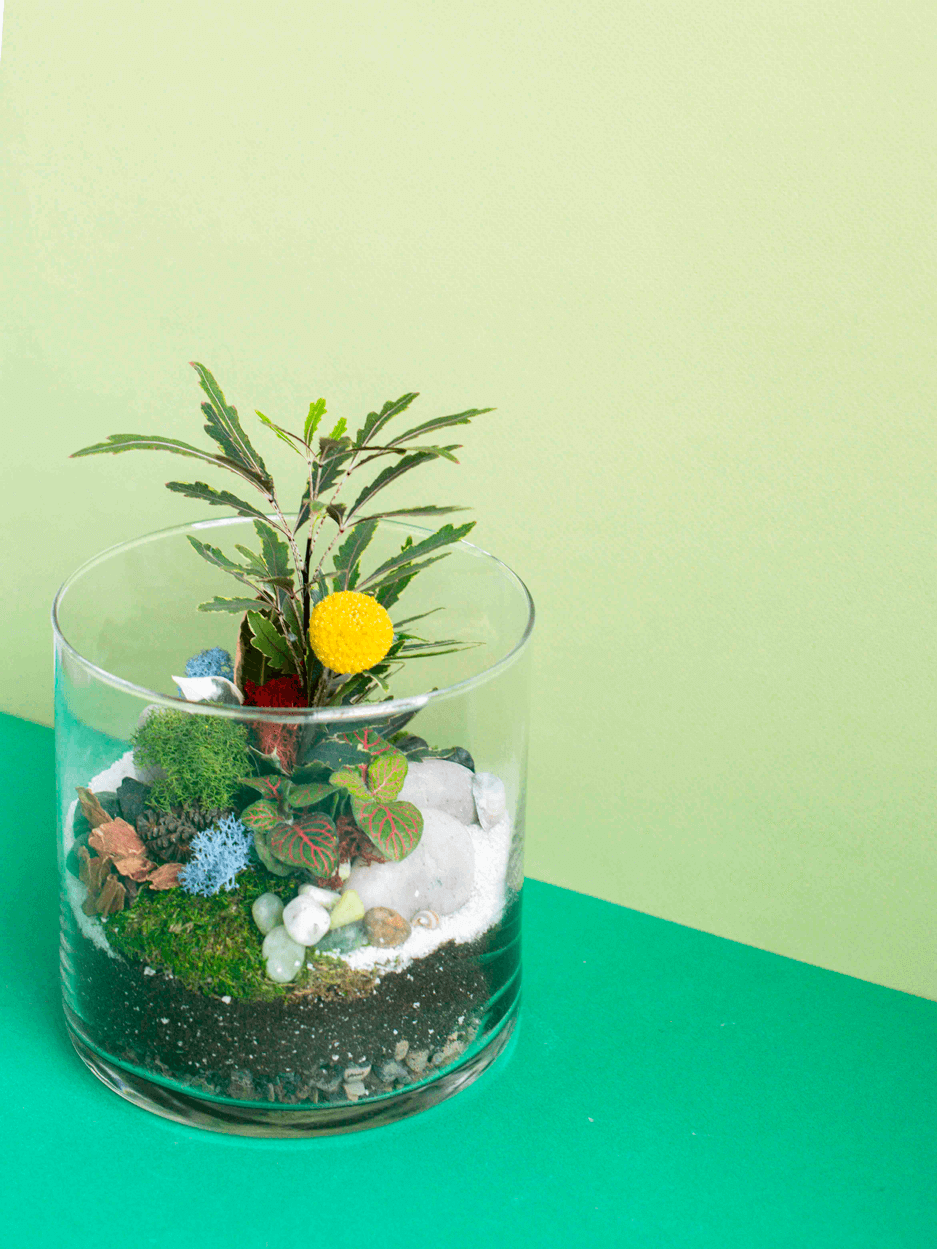 Large Cylinder Terrarium
