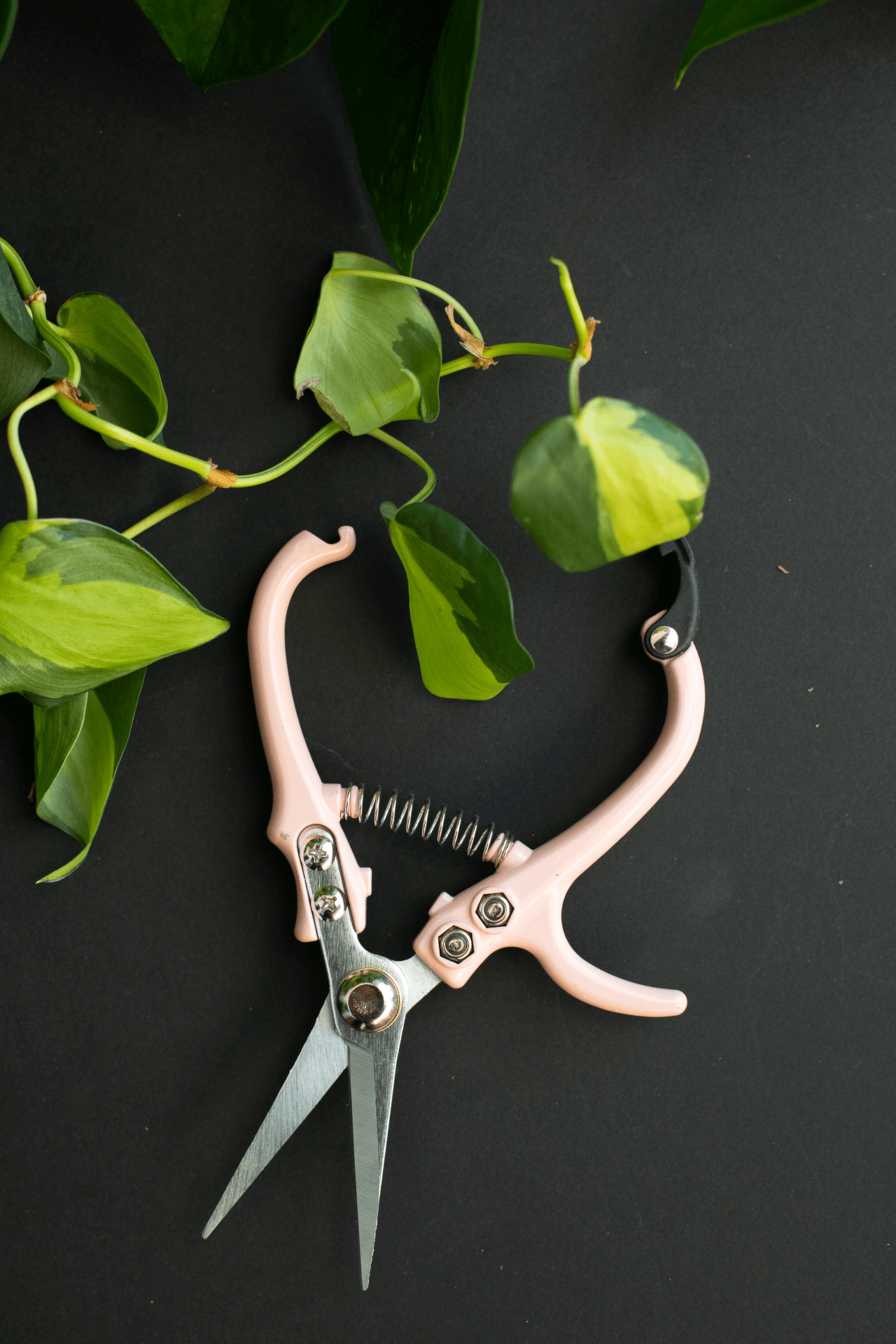 Jungle Club : Pruning Shears