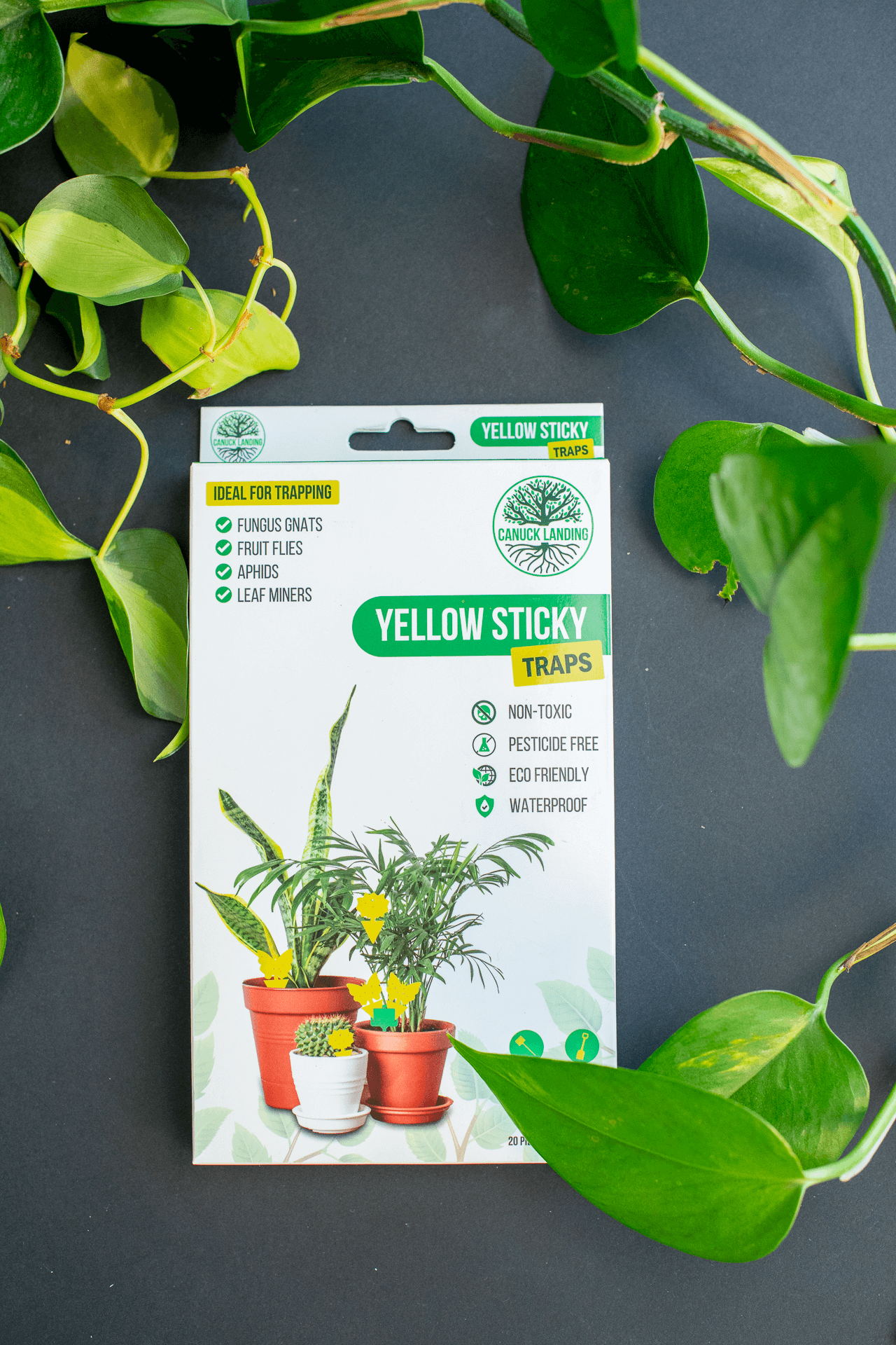 Yellow Sticky Traps