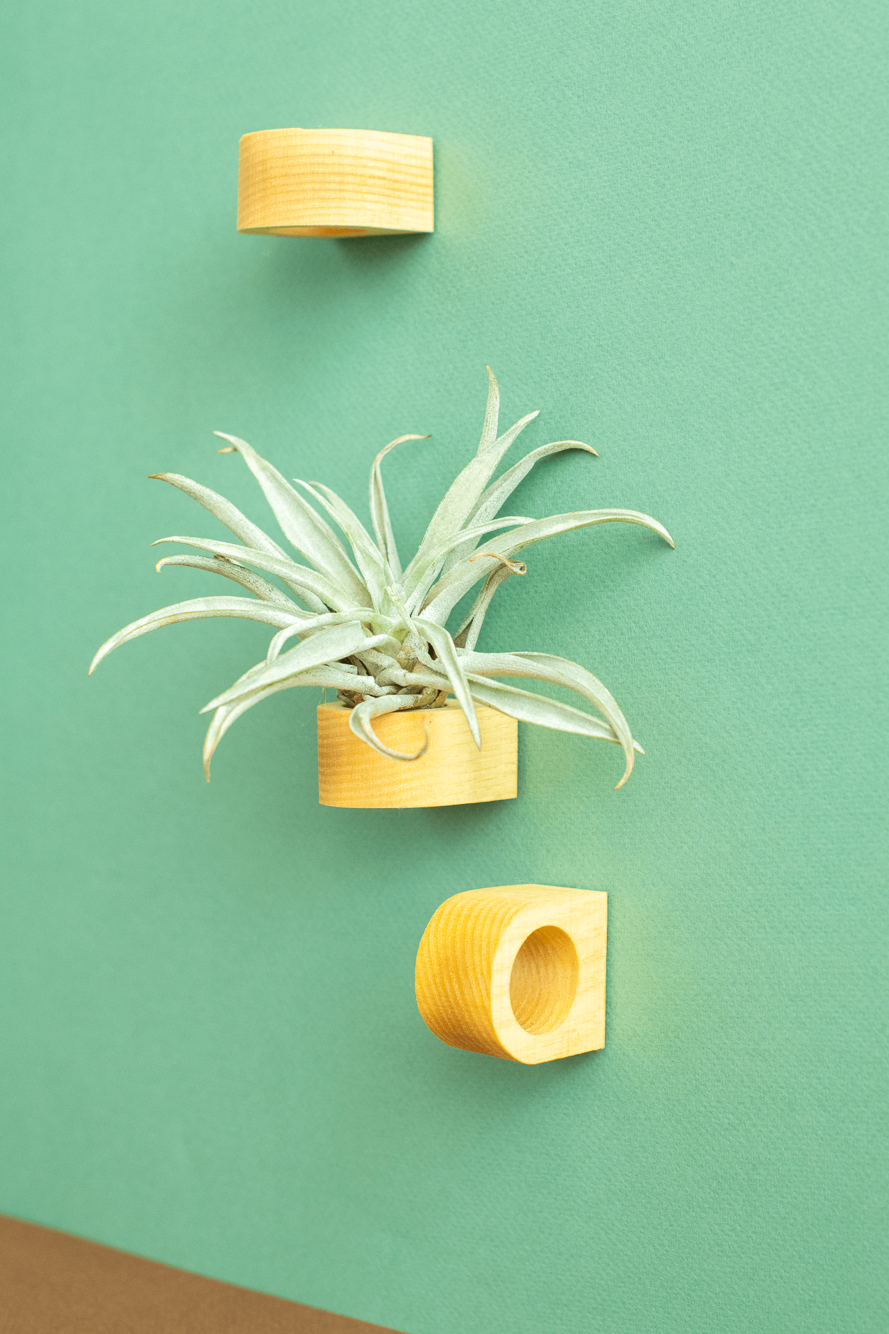Norseman Workshop :  Wood Magnet Airplant Holder w/ Plant