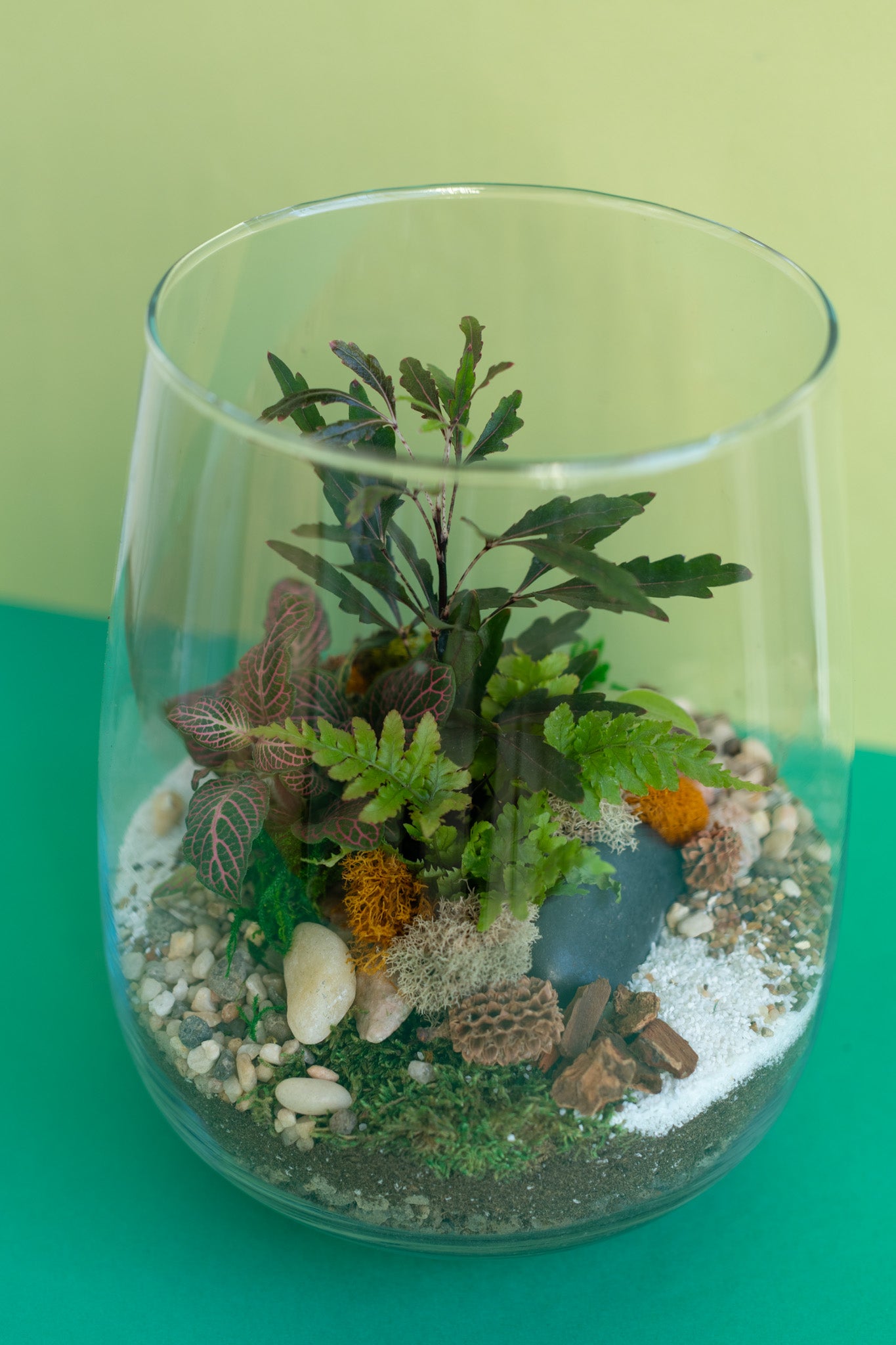 Large Tropical Tapered Tulip Terrarium