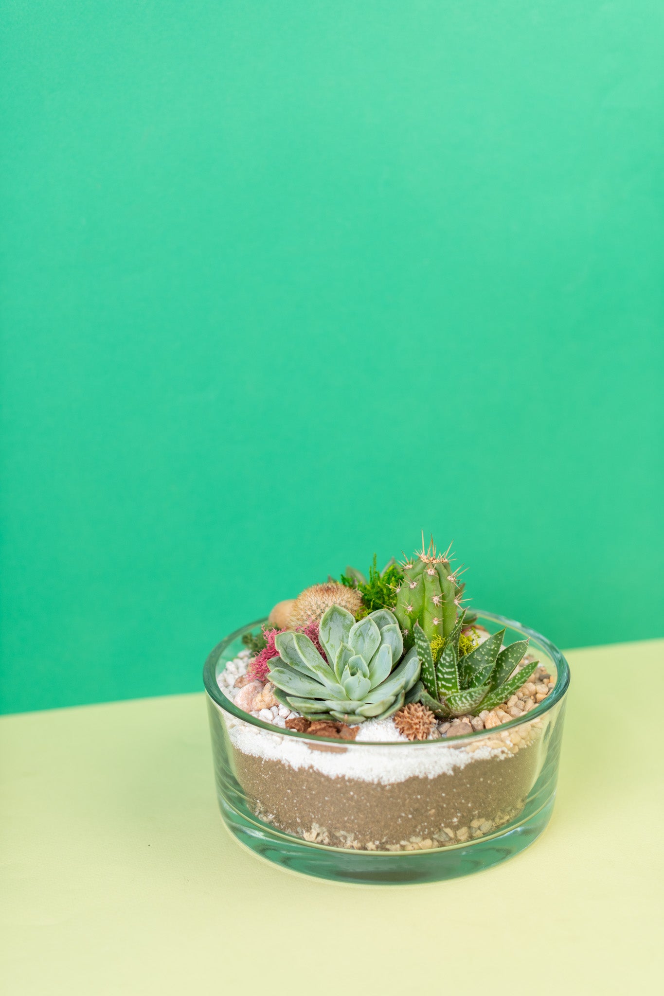 Open Air Circular Succulent Terrarium