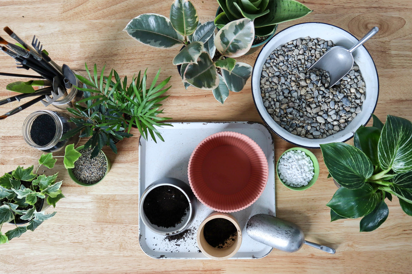 Green Your Thumb: Houseplant 101 Workshop