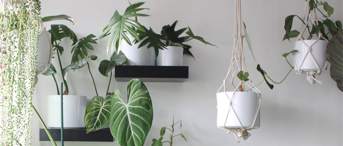 Plants by The People: Jesse Gleeson