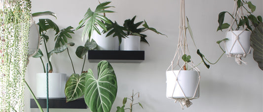 Plants by The People: Jesse Gleeson