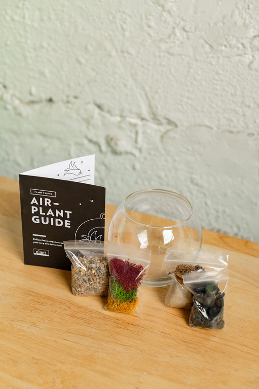 Airplant Terrarium Kit