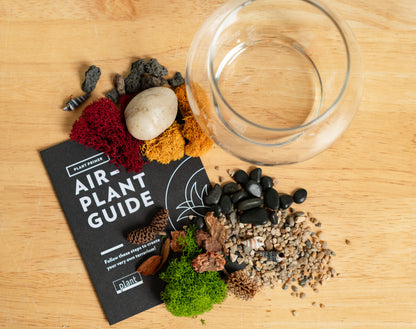 Airplant Terrarium Kit