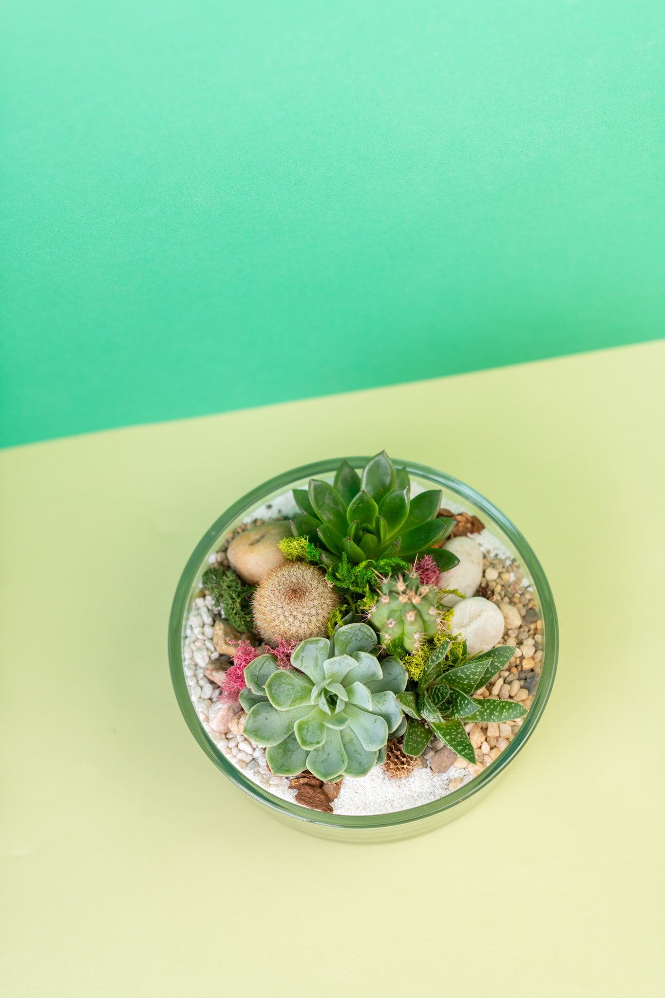 Open Air Circular Succulent Terrarium