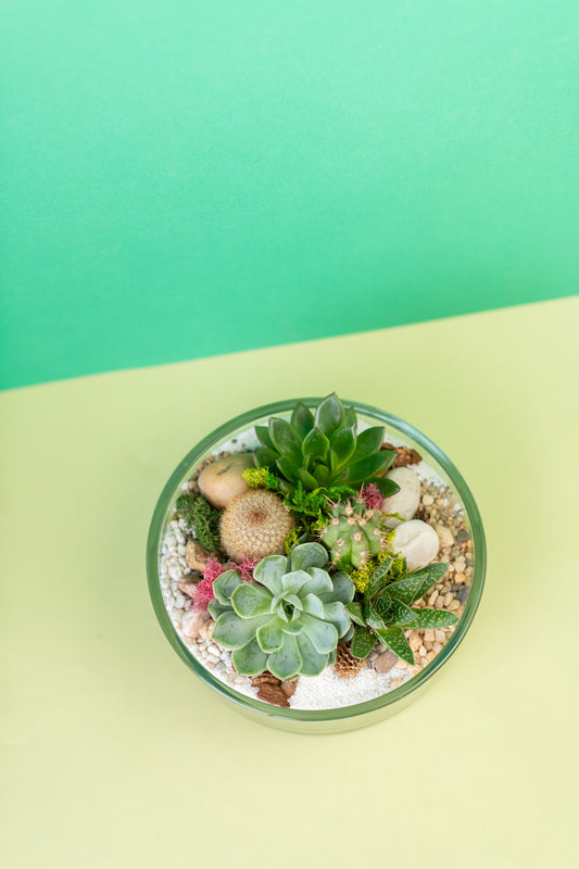 Open Air Circular Succulent Terrarium