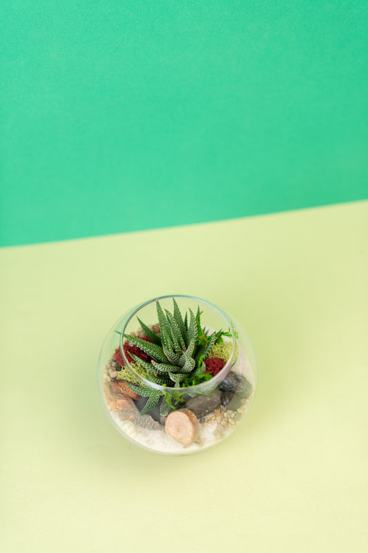 Mini Globe Succulent Terrarium