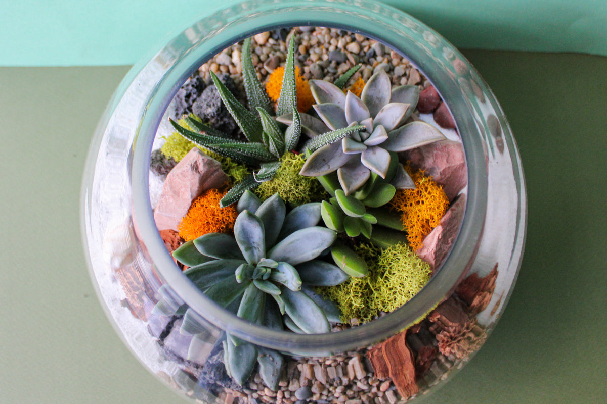 Short Bell Terrarium