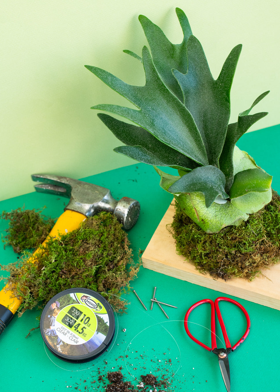 * NEW * Green Your Thumb: Stag Horn Fern Mounting Workshop