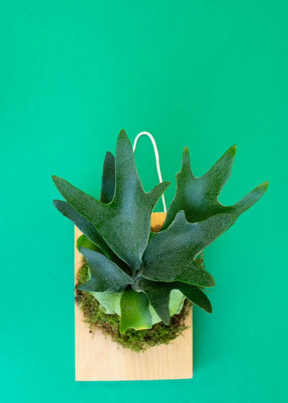 * NEW * Green Your Thumb: Stag Horn Fern Mounting Workshop