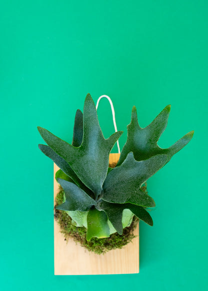 * NEW * Green Your Thumb: Stag Horn Fern Mounting Workshop