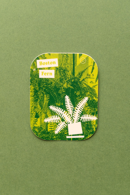Plant Merch : Sticker : Boston Fern