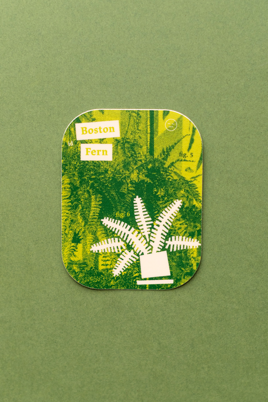 Plant Merch : Sticker : Boston Fern