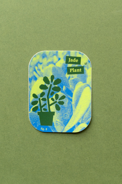 Plant Merch : Sticker : Jade Plant