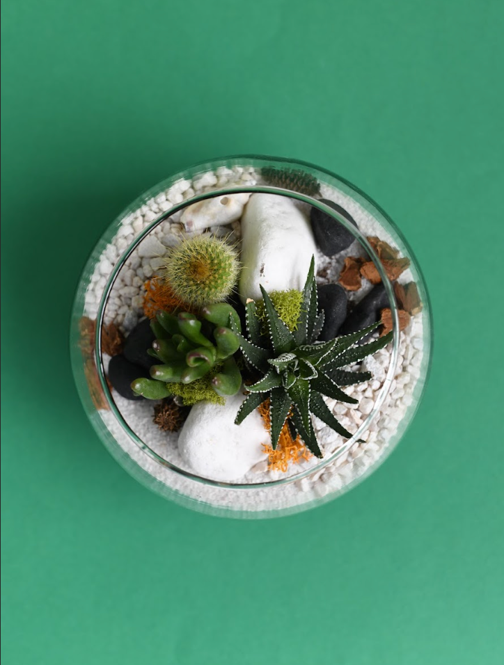 DIY Terrarium Workshop