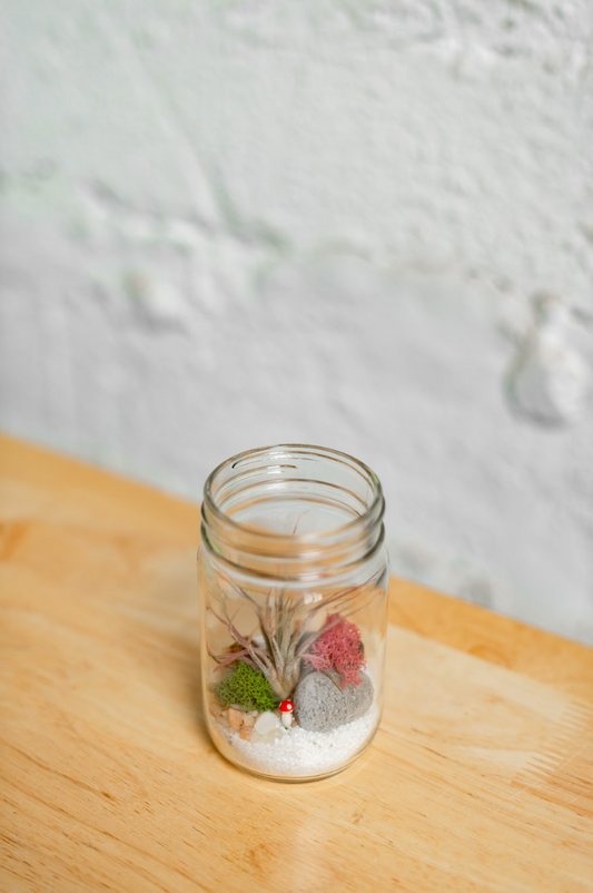 Jar Airplant Terrarium