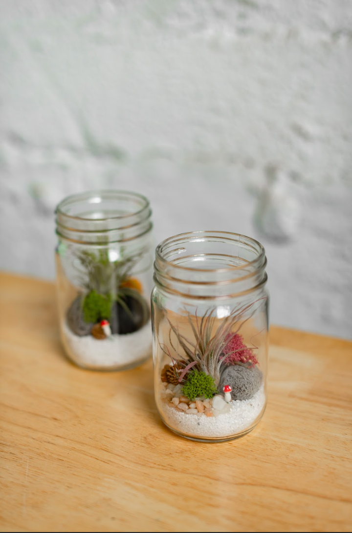 Jar Airplant Terrarium