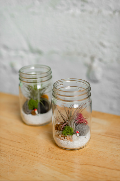 Jar Airplant Terrarium