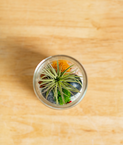 Jar Airplant Terrarium