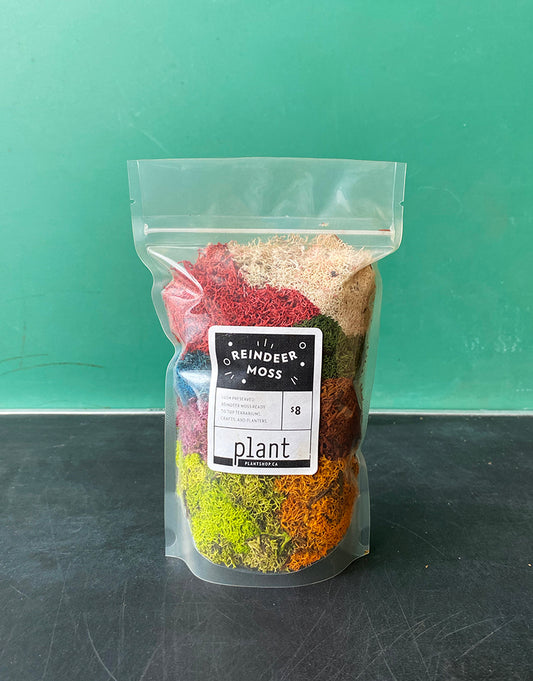 Mixed Reindeer Moss